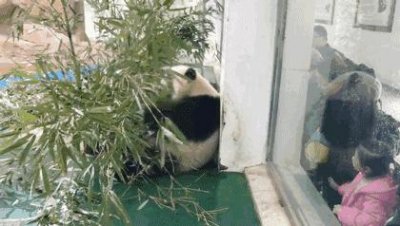 ​关于熊猫的知识（国宝熊猫的特点和本领资料科普）