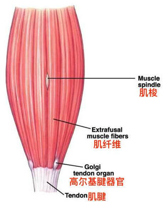 跳绳能减肥肚子吗（世界公认减肥快速运动之一）(图3)