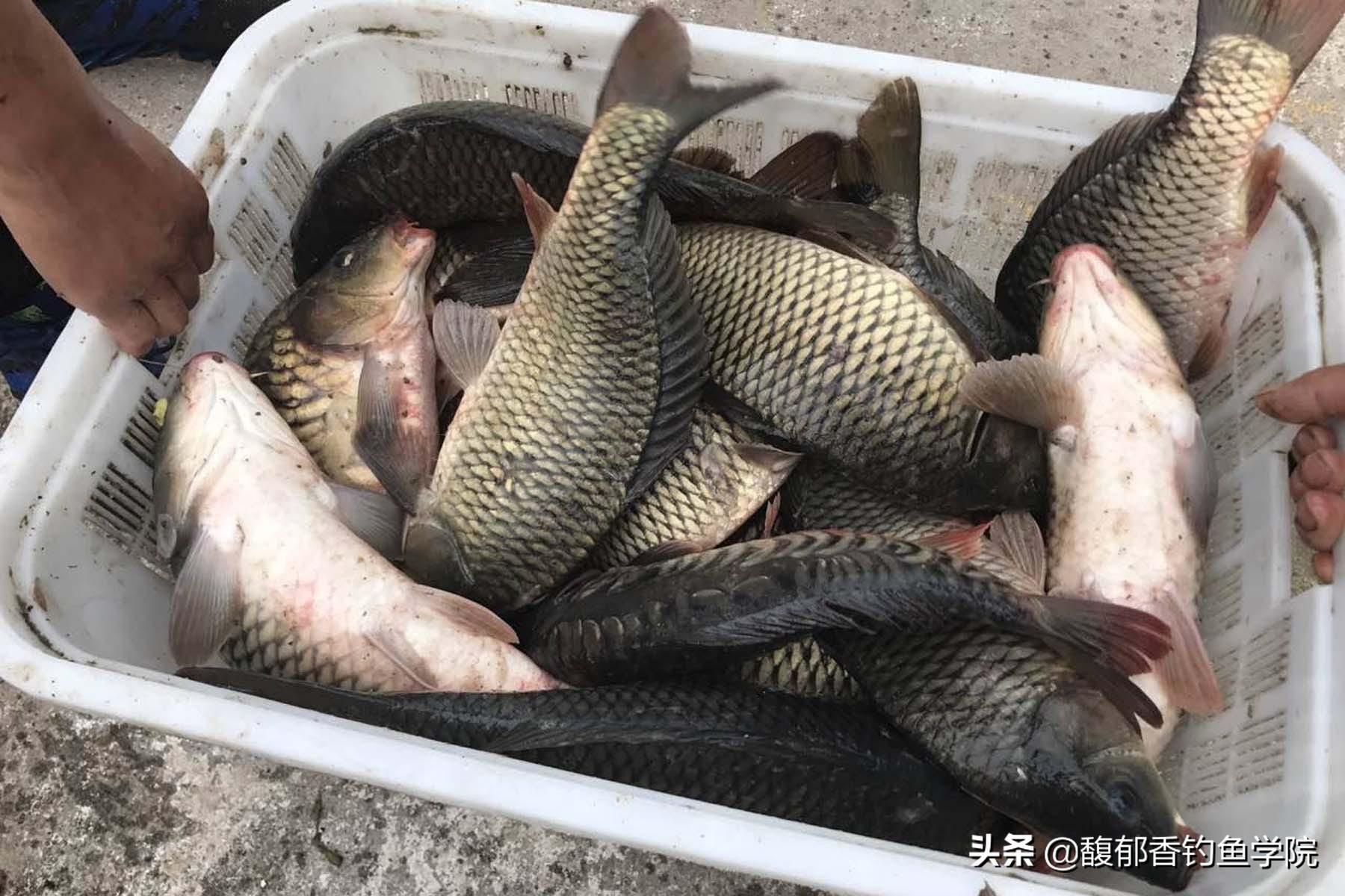 钓鲤鱼用什么香味（什么味道最吸引鲤鱼打窝）(图4)