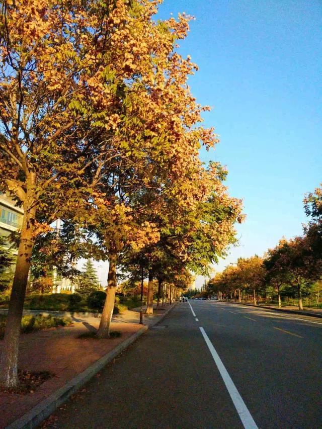 泰安有哪些好的大学（看完泰安这几所高校的秋景）(5)