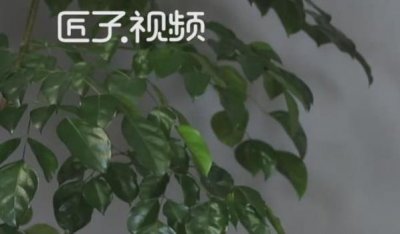 ​龙抄手是什么(龙抄手是四川人对馄饨的特殊叫法)