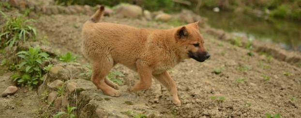 中华田园犬和小土狗的区别（养本国土狗的好处及注意事项）(5)