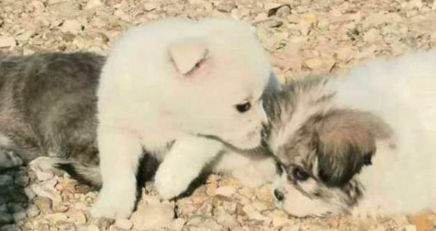 中华田园犬和小土狗的区别（养本国土狗的好处及注意事项）(3)