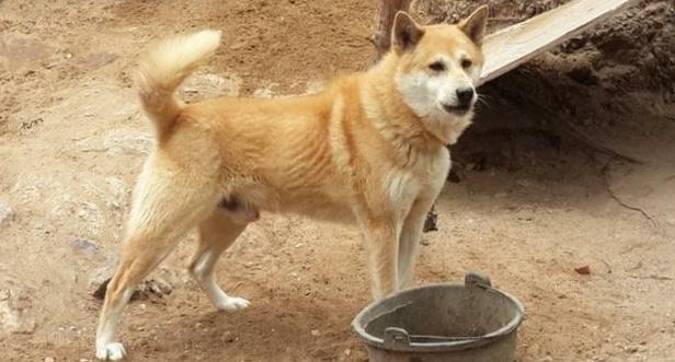 中华田园犬和小土狗的区别（养本国土狗的好处及注意事项）(4)