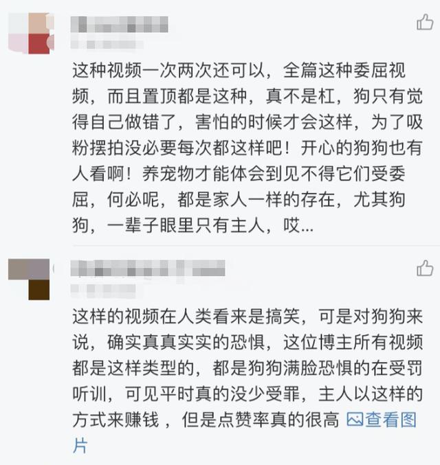 网红小狗主人否认（网红小狗遭主人扎针虐待）(11)