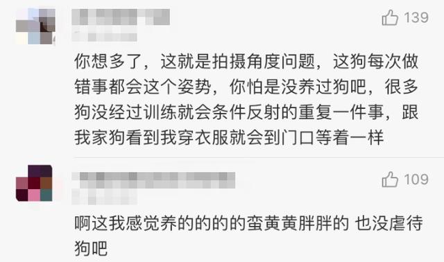 网红小狗主人否认（网红小狗遭主人扎针虐待）(12)