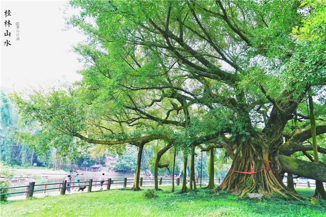 桂林阳朔漓江山水美图（广西最美的风景在阳朔）(5)