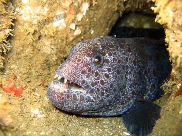 狼鳗（Wolf eel）