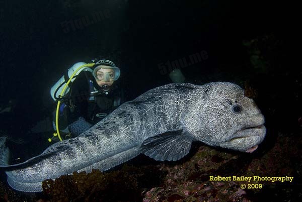 狼鳗（Wolf eel）