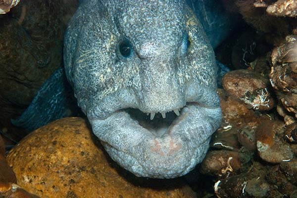 狼鳗（Wolf eel）