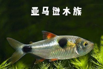 ​辛古水虎和马克土司能混养吗