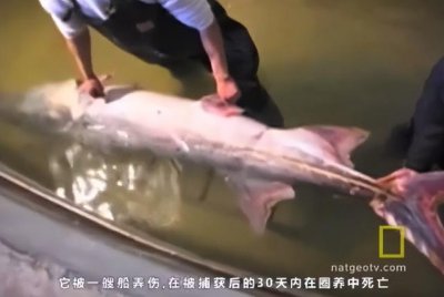 ​中华水中大熊猫有哪些（21世纪灭绝的5大物种不止长江白鲟）