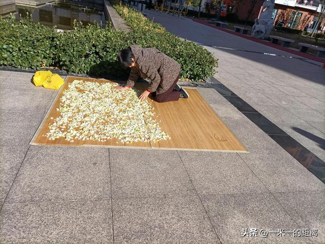 天津正宗冬菜的腌制方法（传统工艺营养丰富）(1)