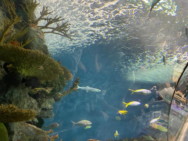 上海海洋水族馆购票攻略（上海海洋水族馆超详细游玩攻略）(6)