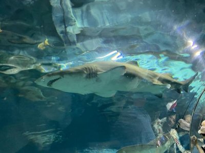 ​上海海洋水族馆购票攻略（上海海洋水族馆超详细游玩攻略）