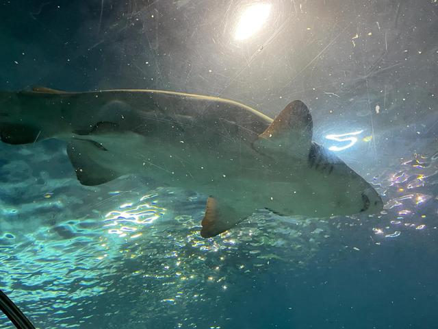 上海海洋水族馆购票攻略（上海海洋水族馆超详细游玩攻略）(7)