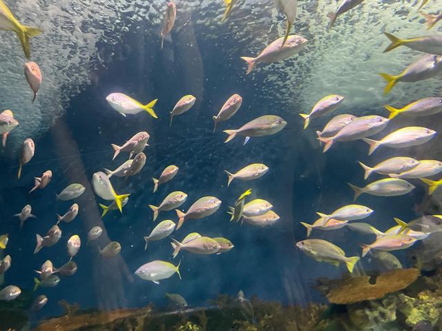 上海海洋水族馆购票攻略（上海海洋水族馆超详细游玩攻略）(5)