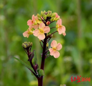 ​油菜花的生长过程（五颜六色的油菜花培养步骤）