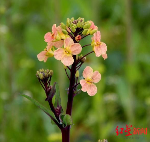 油菜花的生长过程（五颜六色的油菜花培养步骤）