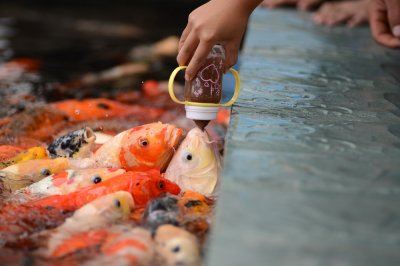 ​一直喂食鱼会不会撑死（观赏鱼一天喂几次食物比较好）