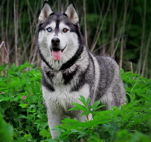 阿拉斯加犬跟哈士奇有什么区别（哈士奇和阿拉斯加犬傻傻分不清）(7)