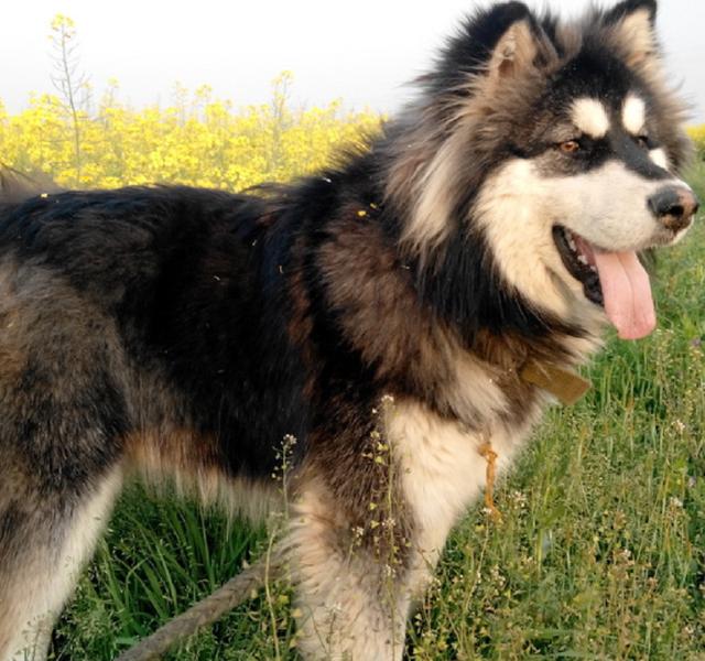 阿拉斯加犬跟哈士奇有什么区别（哈士奇和阿拉斯加犬傻傻分不清）(3)