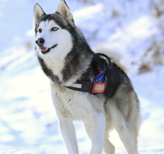 阿拉斯加犬跟哈士奇有什么区别（哈士奇和阿拉斯加犬傻傻分不清）(5)