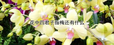 ​花中君子是指什么4种花