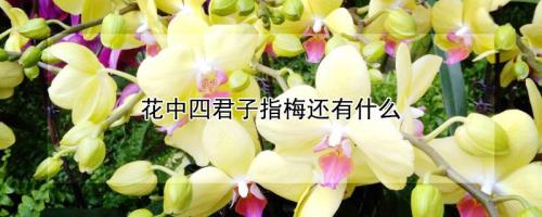 花中君子是指什么4种花