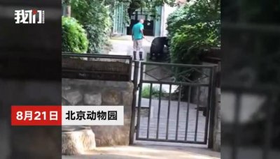 ​上海动物园养死5只熊猫 北京动物园一只貘不想回馆被饲养员抽打