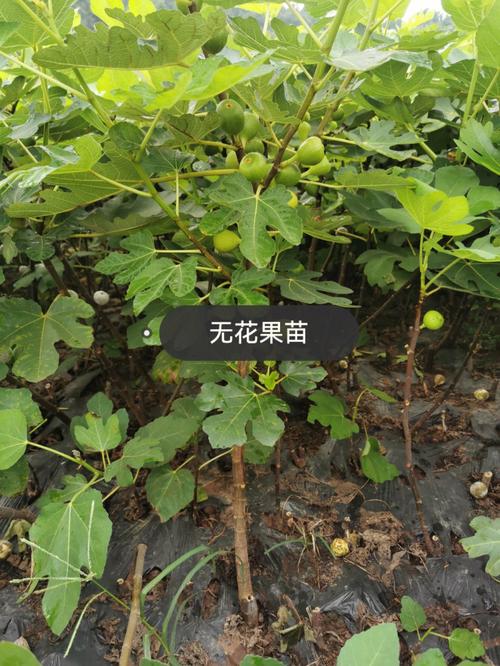 无花果怎么种植?（无花果树养殖方法）