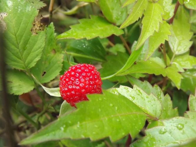 5、有条件的话还可以到附近的山中去寻找野花野草，这些都是非常好的露营器材哦。