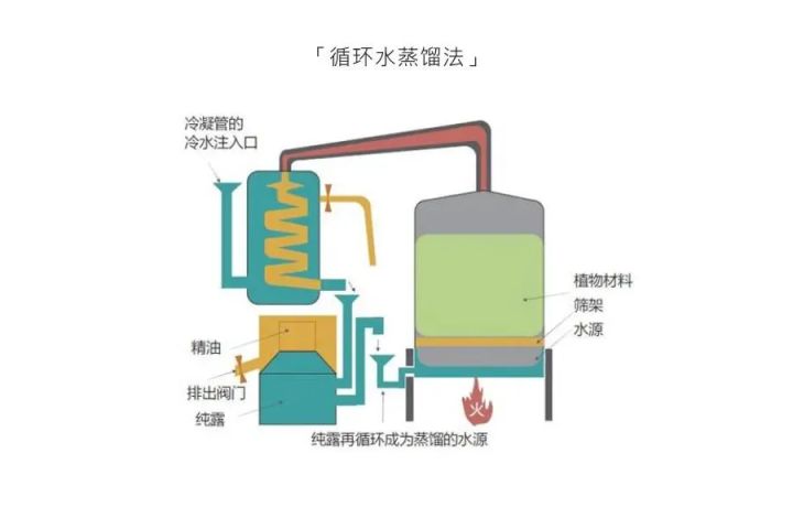 怎样萃取玫瑰精油（自己在家怎么提炼玫瑰精油）