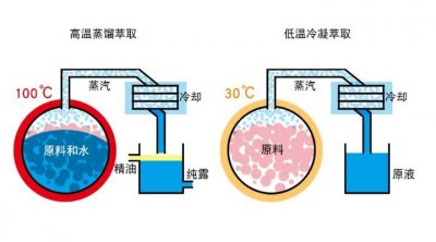 ​怎样萃取玫瑰精油（自己在家怎么提炼玫瑰精油）