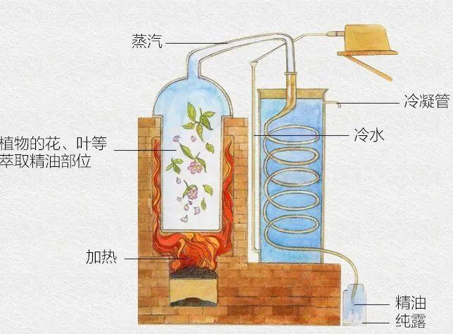 怎样萃取玫瑰精油（自己在家怎么提炼玫瑰精油）