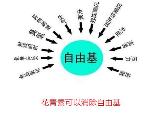 所谓杂交和转基因有什么不同（紫薯是转基因食品吗）