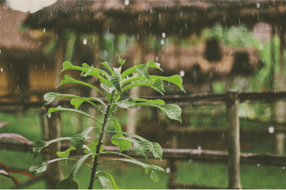 天气预报百分比下雨什么意思(天气预报90%的雨是什么意思)