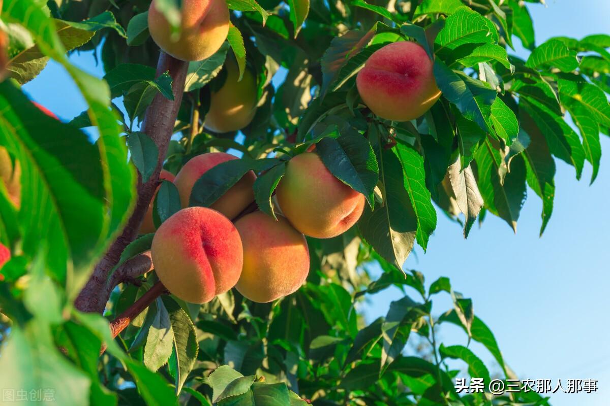 果树园除草用什么农药（对树苗无害的除草剂有哪些）