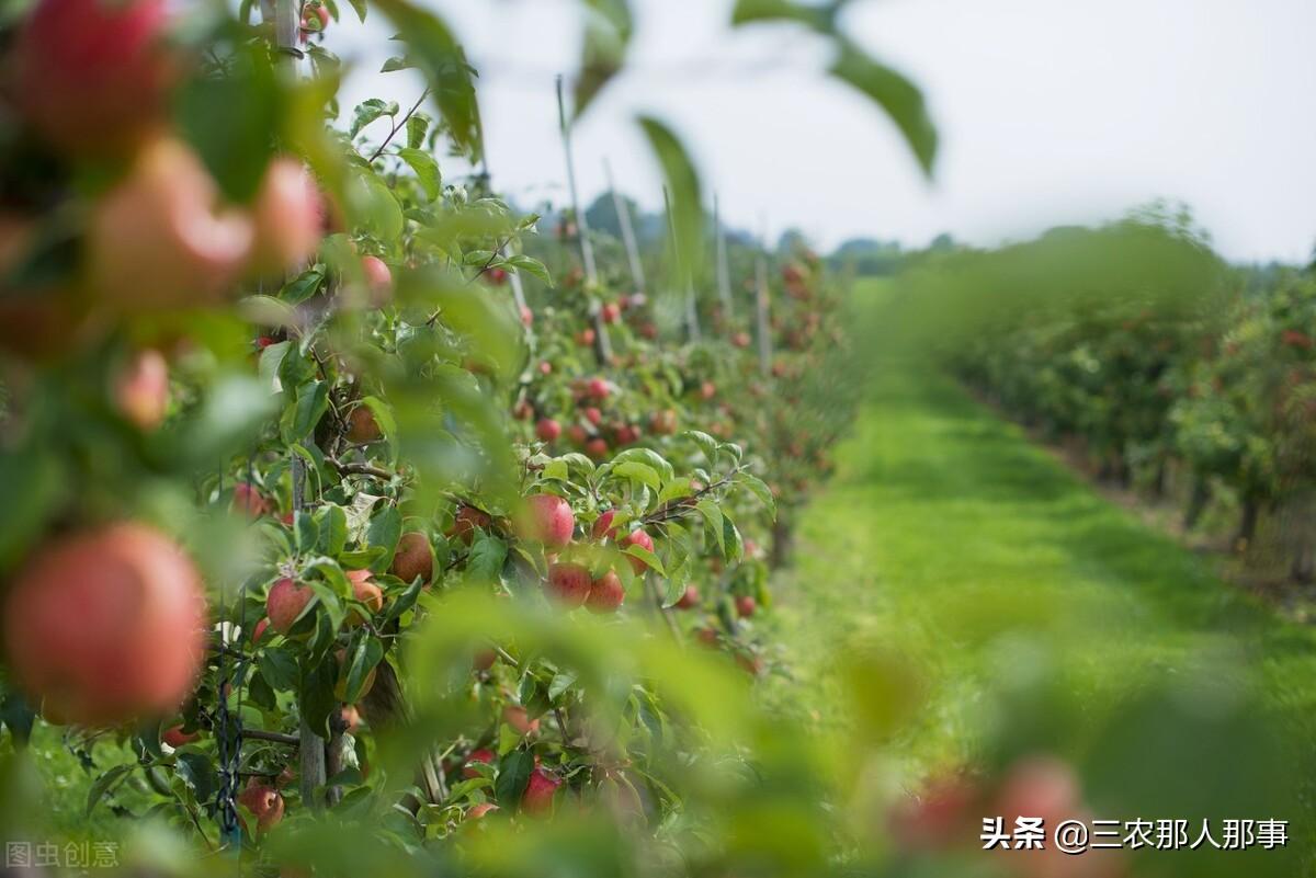 果树园除草用什么农药（对树苗无害的除草剂有哪些）