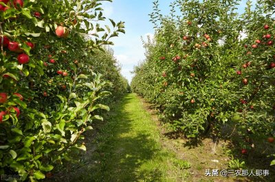 ​果树园除草用什么农药（对树苗无害的除草剂有哪些）