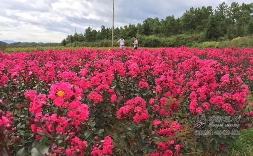 5、兴庆公园紫薇花海