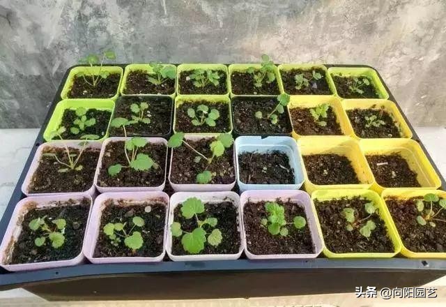 新鲜草莓种子多少天发芽（新鲜草莓种子多久发芽）