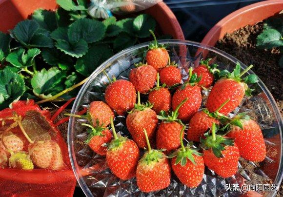 新鲜草莓种子多少天发芽（新鲜草莓种子多久发芽）