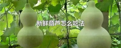 ​葫芦可以吃吗怎么吃好吃