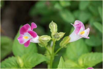 ​夏堇是一年生植物还是多年生植物？