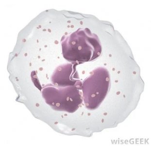 ​中性粒细胞（neutrophil）根源于骨髓 数目极为宏大