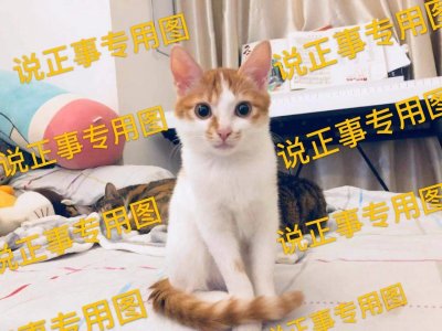 ​猫猫不吃猫粮是怎么了（猫不吃猫粮怎么回事）