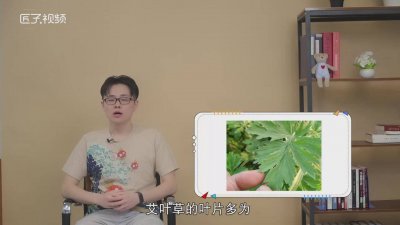 ​艾叶草和艾草的区别是什么 艾叶草和艾草的区别在哪里