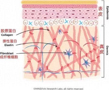 ​胶原蛋白肽贵不贵 胶原蛋白肽哪个效果好