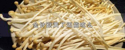 ​金针菇发黄吃了会中毒吗 黄了的金针菇还能吃吗